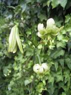 Слика од Lilium fargesii Franch.