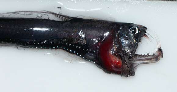 Image of Pacific viperfish