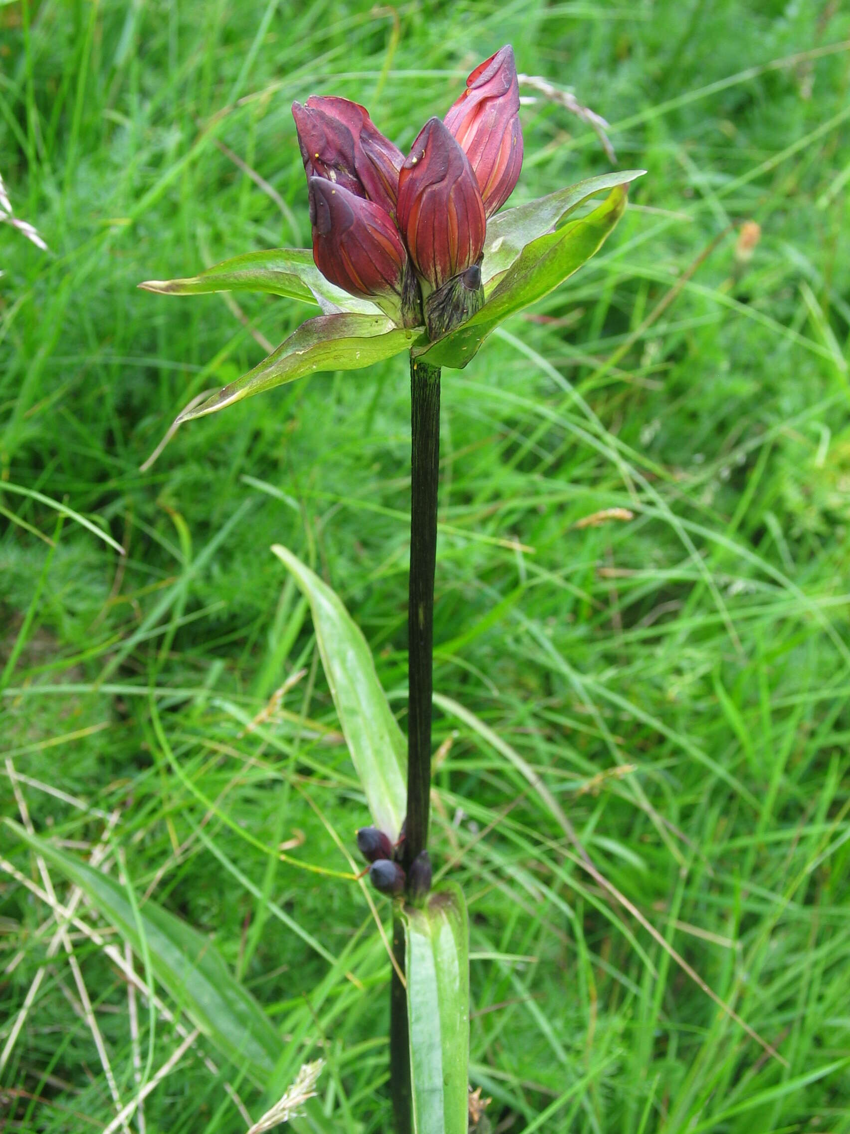 Image de Gentiane Pourpre