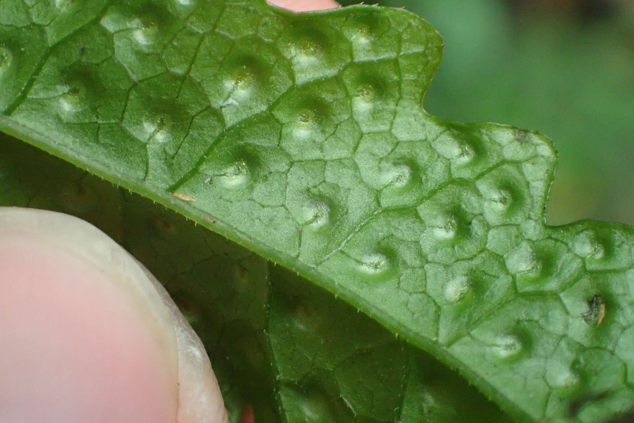 Plancia ëd Tectaria phaeocaulis (Rosenst.) C. Chr.