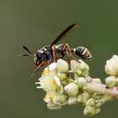 Image de <i>Polybiomyia bellardii</i>