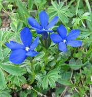 Plancia ëd Gentiana verna L.