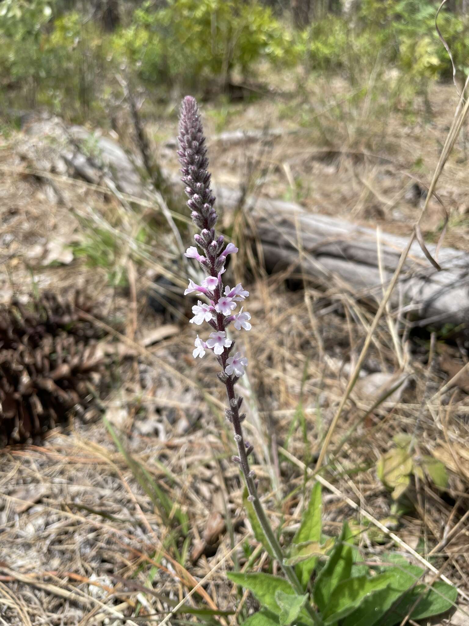 Image de Verbena carnea Medik.