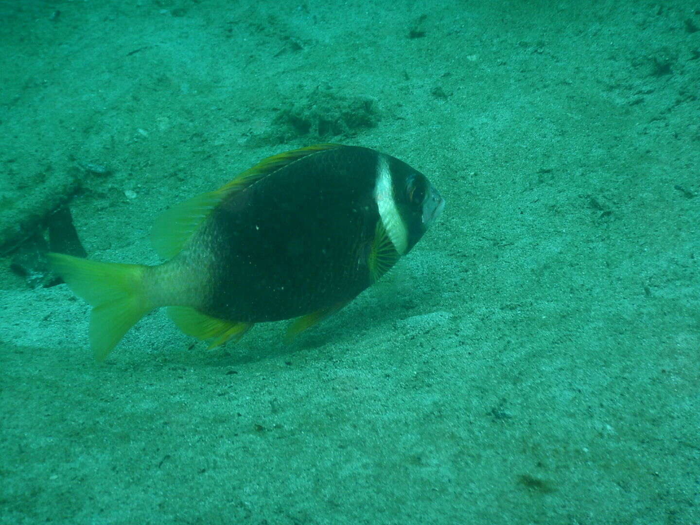 Image of Igcar monocle bream