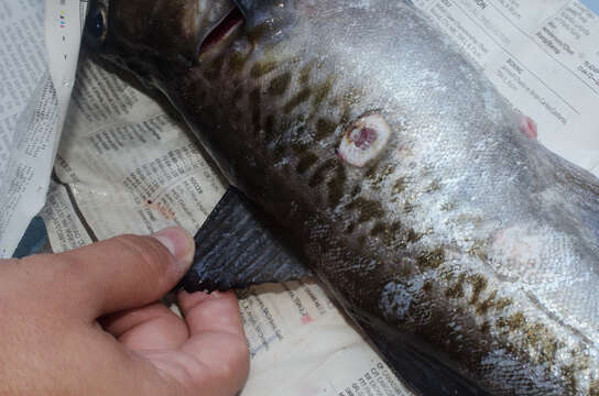 Image of Alaska pollock