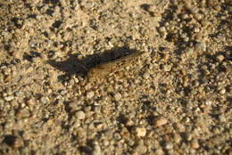 Image of Australian plague locust