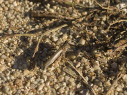 Image of Australian plague locust