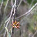 Image of Eucalyptus moorei Maiden & Cambage
