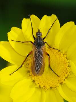 Image of Empis opaca Meigen 1804