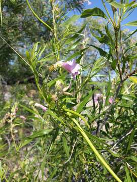 Слика од Chilopsis linearis subsp. linearis