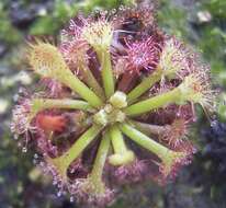 Image of Drosera kaieteurensis Brumm.-Ding.