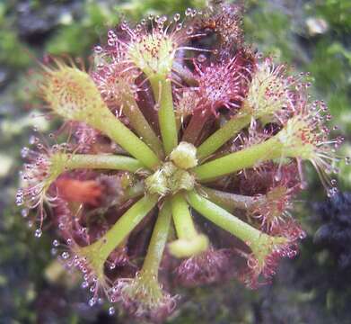 Image of Drosera kaieteurensis Brumm.-Ding.