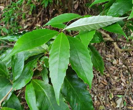 Imagem de Argophyllum nullumense R. T. Baker