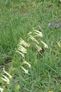 Image of Nicotiana bonariensis Lehm.