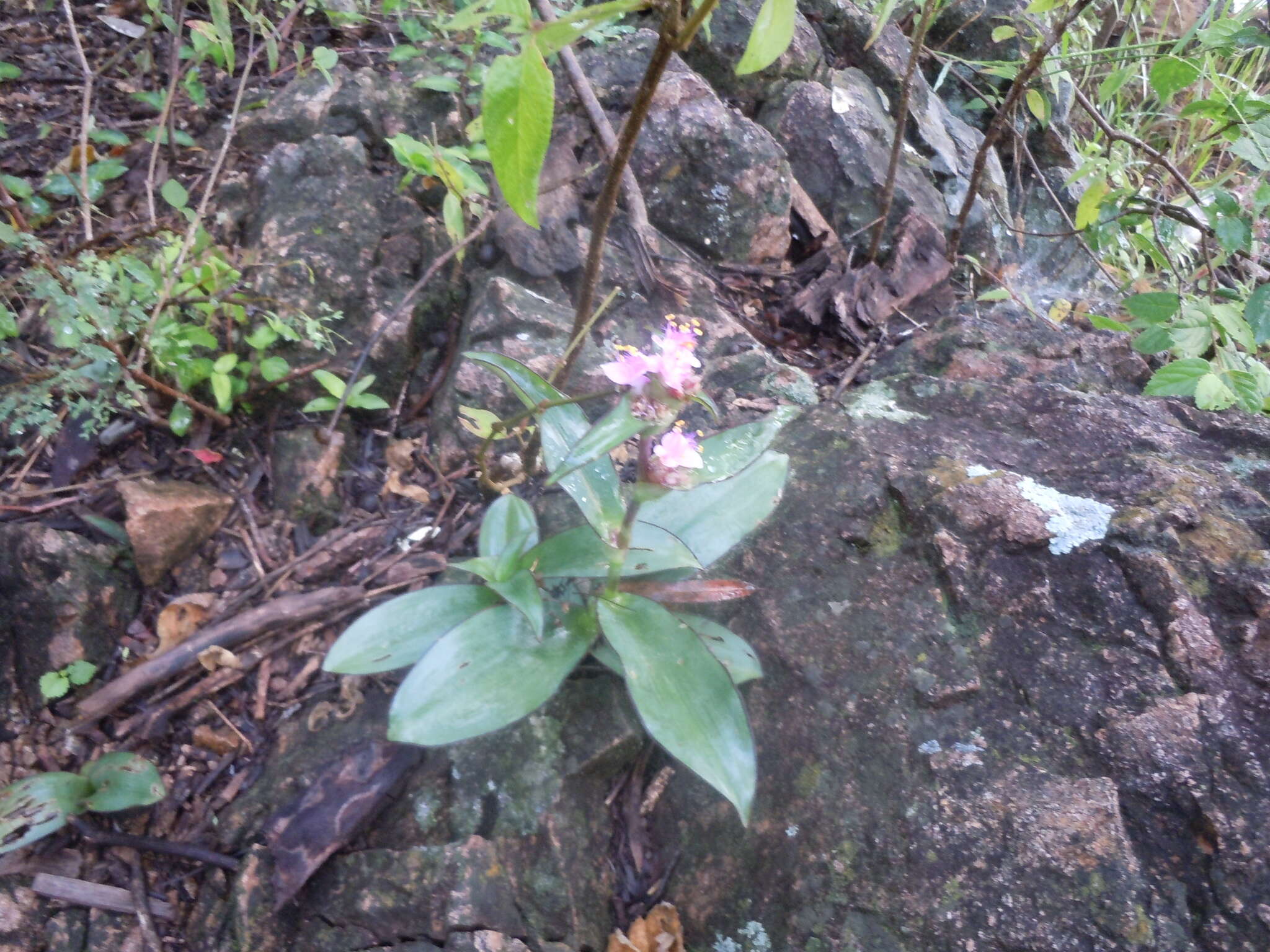 Image of Tradescantia andrieuxii C. B. Clarke