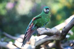 Image of macaws