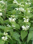 Image of white deadnettle