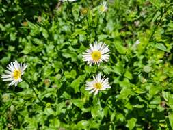 Image de Erigeron aliceae Howell