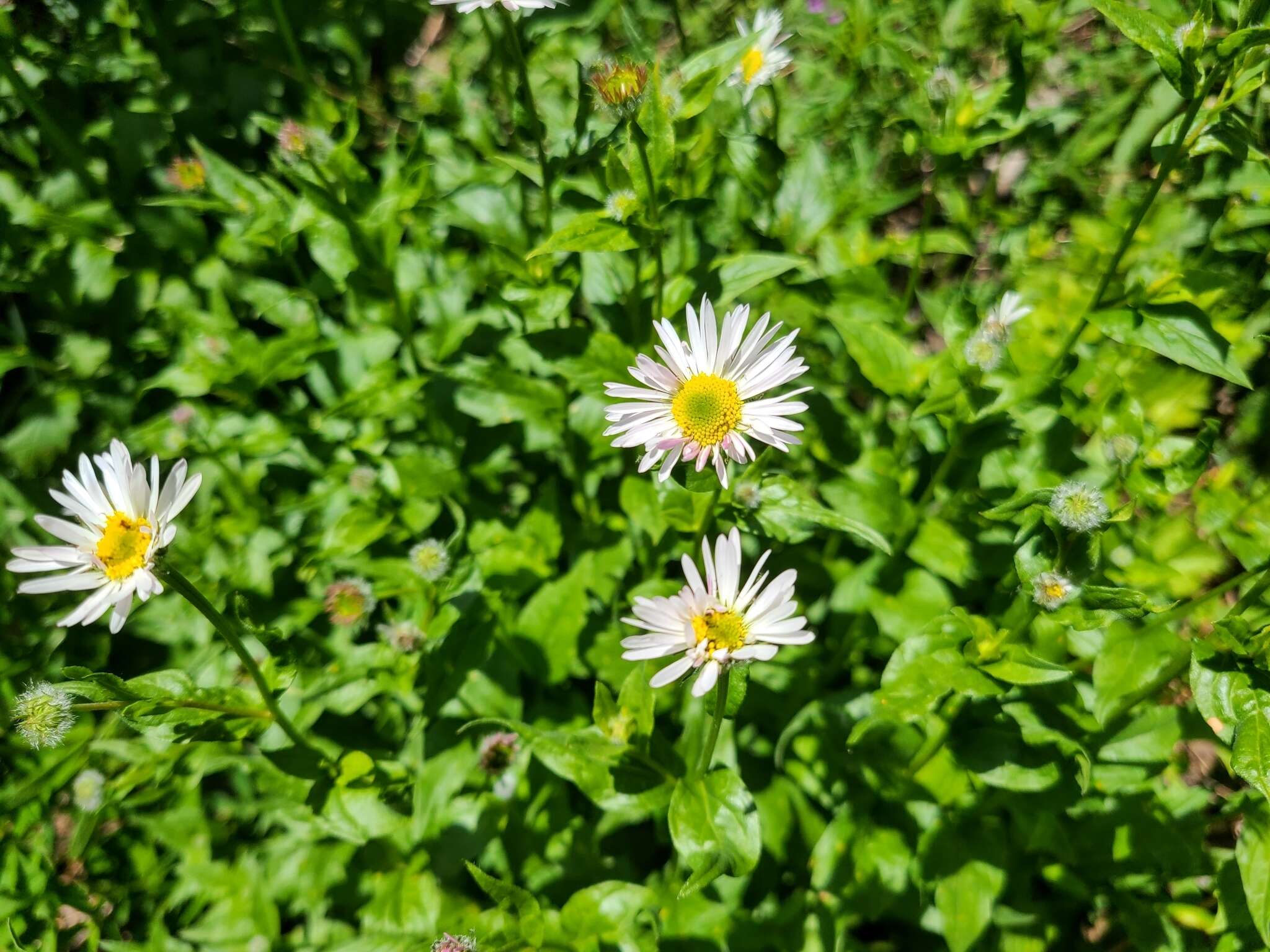 Image de Erigeron aliceae Howell