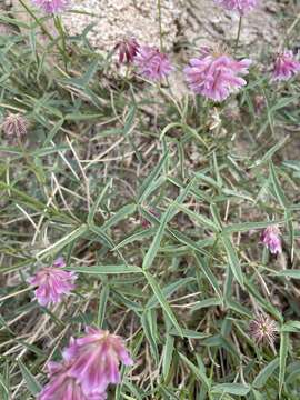 Trifolium kingii subsp. dedeckerae (J. M. Gillett) D. Heller的圖片