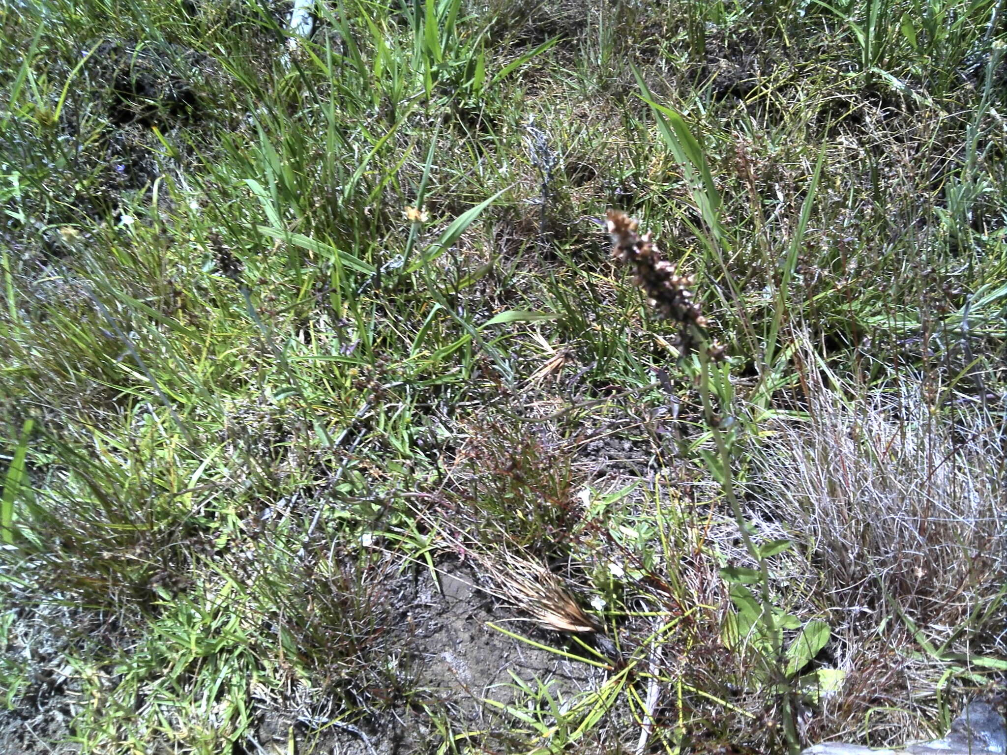 Imagem de Gamochaeta purpurea (L.) Cabrera