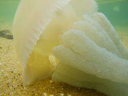 Image of Jelly Blubber