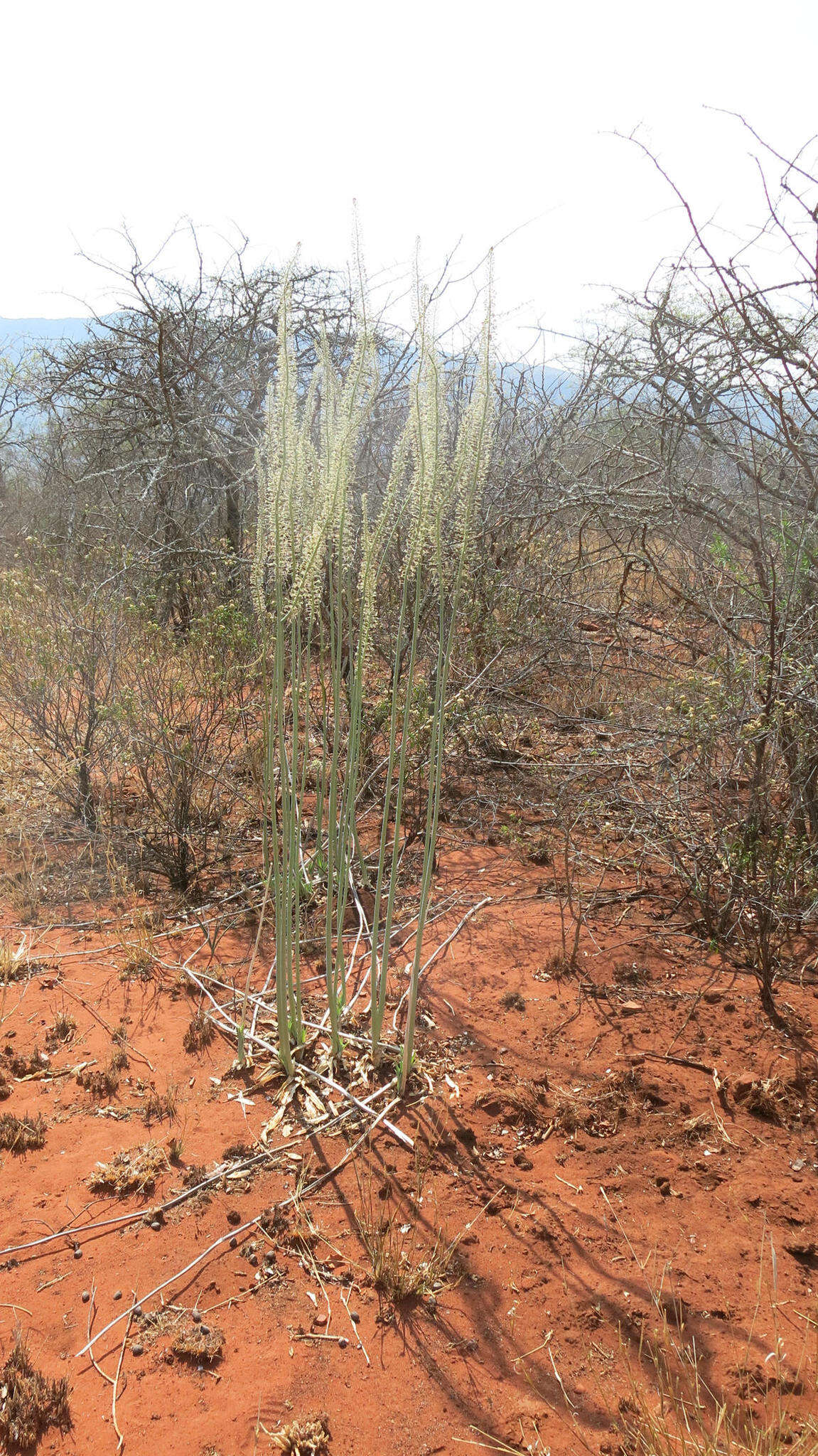 Image of Tall white squill