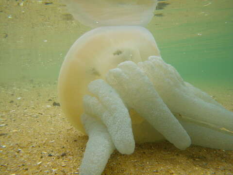 Image of Jelly Blubber