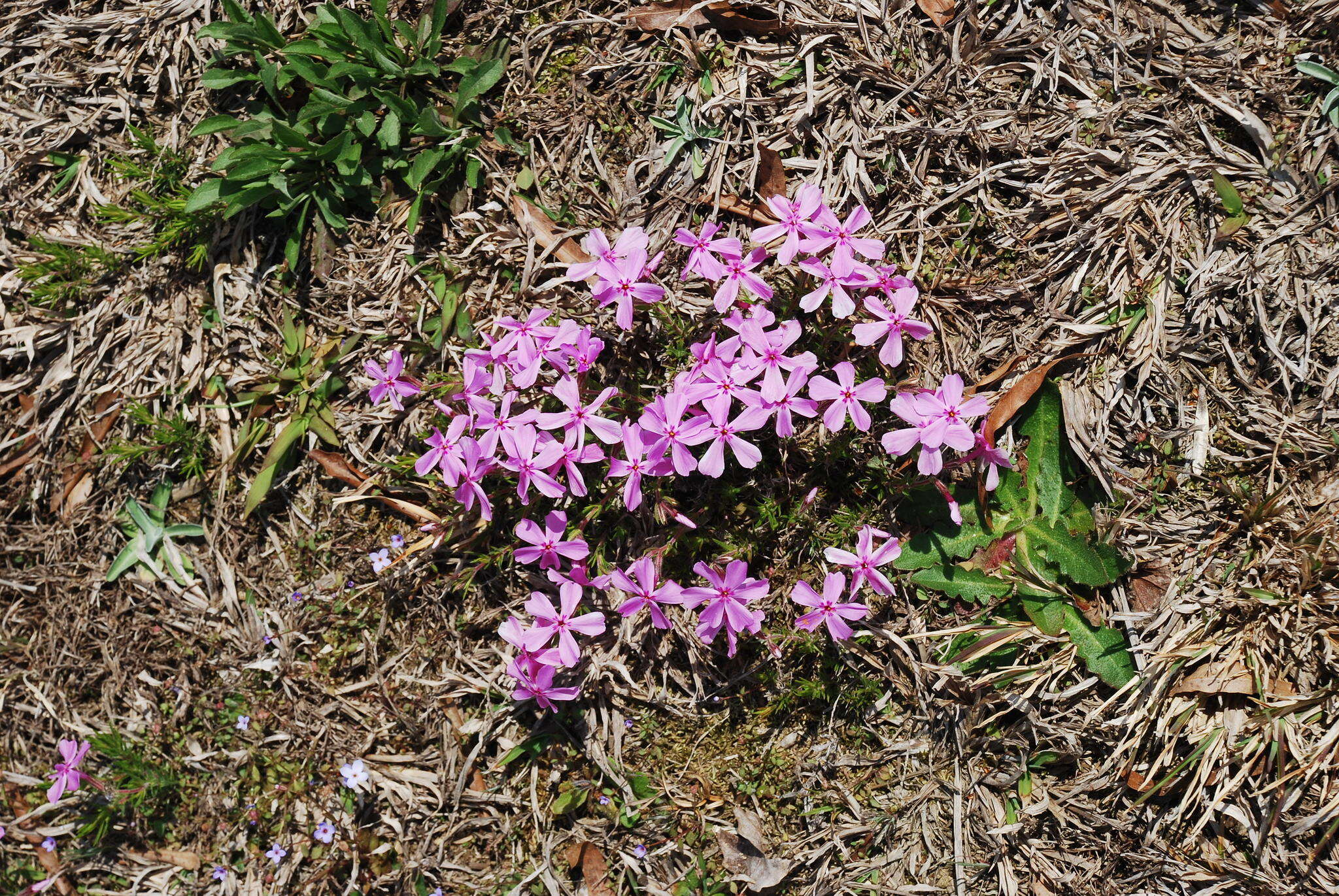 Image of trailing phlox