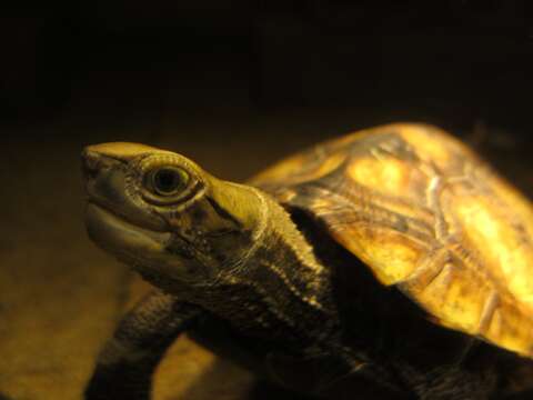 Image of Japanese Pond Turtle