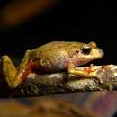 Image of Pristimantis tungurahua Reyes-Puig, Yánez-Muñoz, Cisneros-Heredia & Ramírez 2011