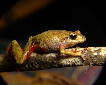 Слика од Pristimantis tungurahua Reyes-Puig, Yánez-Muñoz, Cisneros-Heredia & Ramírez 2011