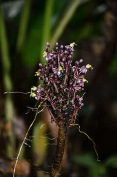 Image of Palisota alboanthera