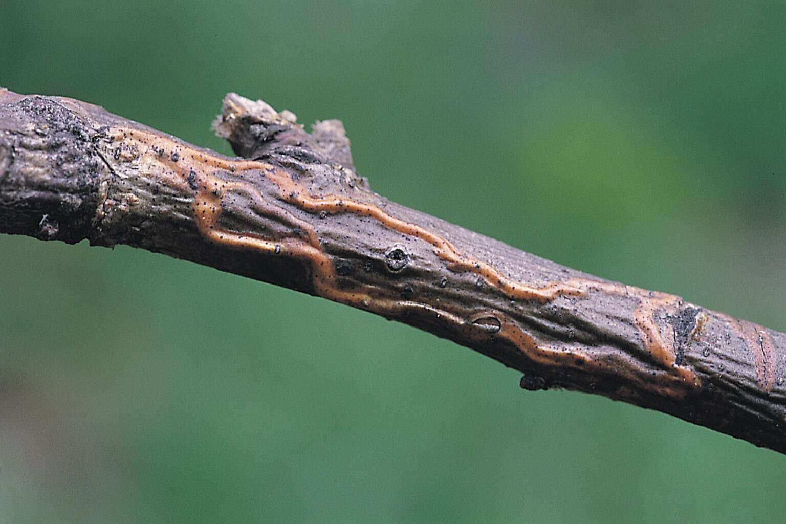 Image of Zimmermannia atrifrontella (Stainton 1851) van Nieukerken et al. 2016