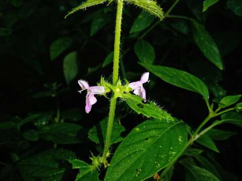 Image of Stachys boraginoides Schltdl. & Cham.