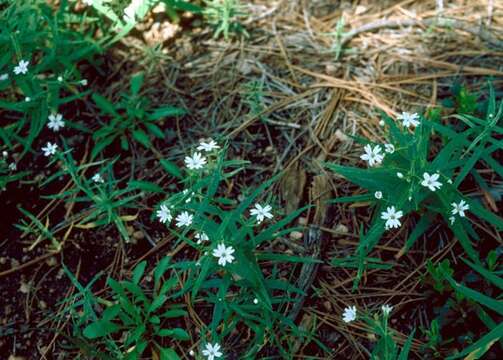 Image of pseudostellaria