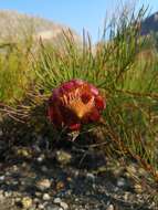 Image of Protea pityphylla Phillips