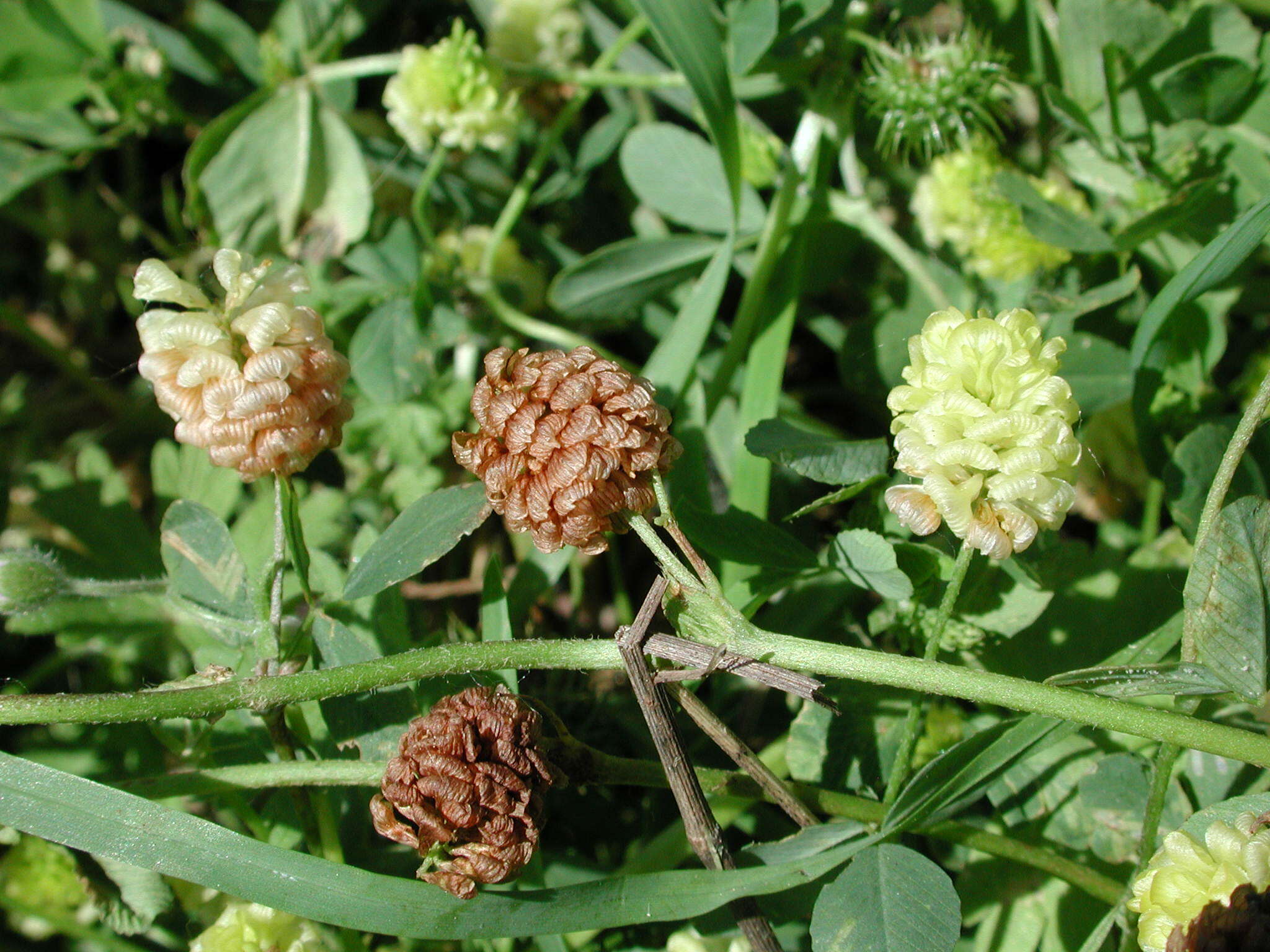 Image of field clover