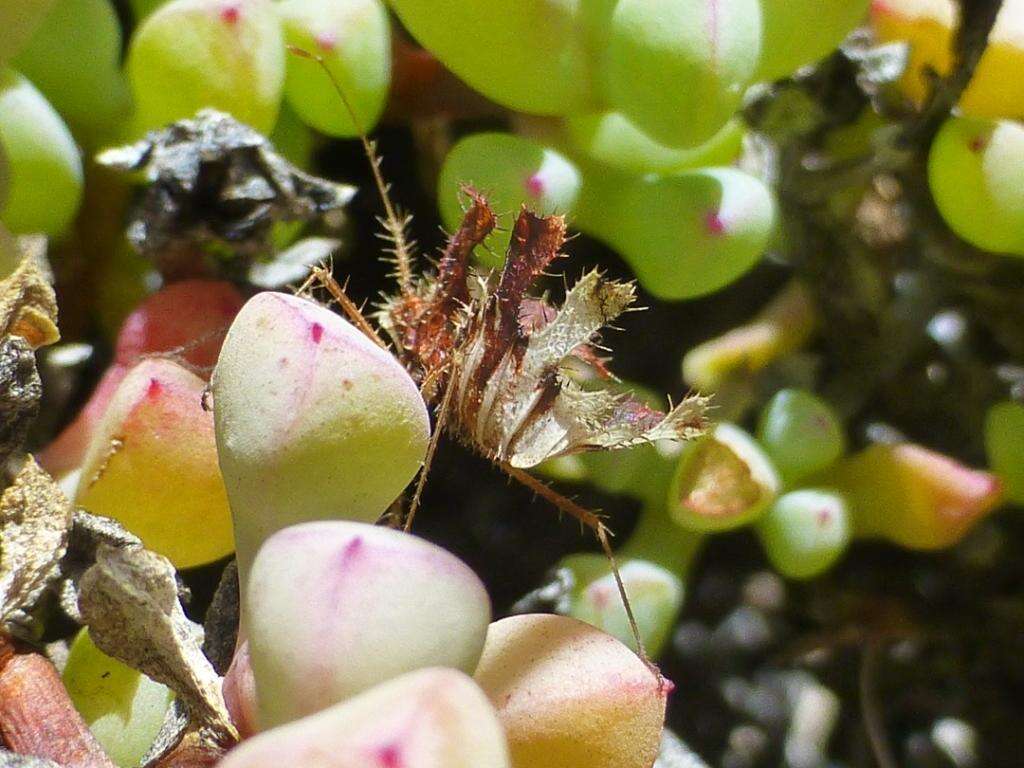 Imagem de Oscularia piquetbergensis (L. Bol.) H. E. K. Hartm.