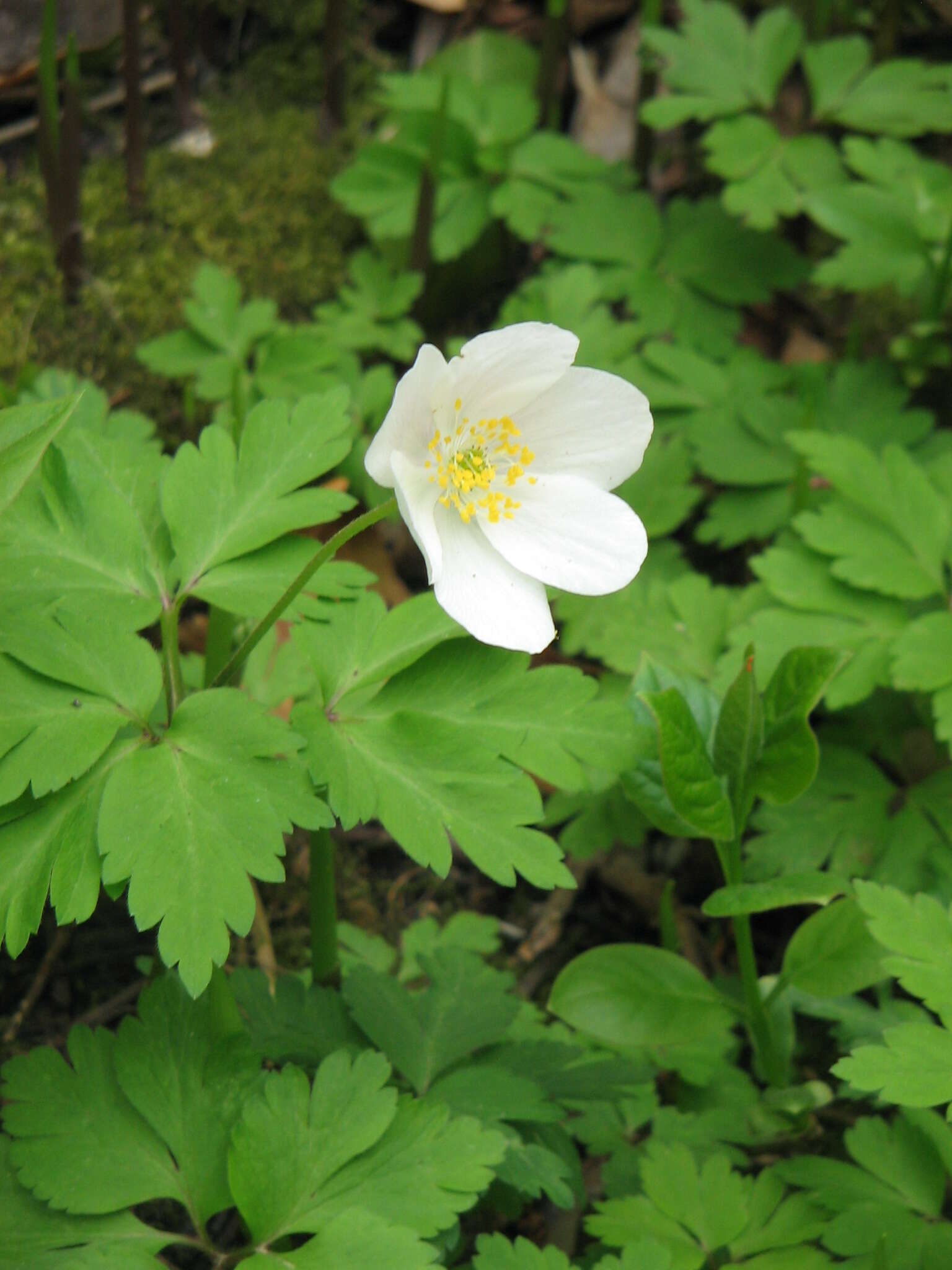 Image of European thimbleweed