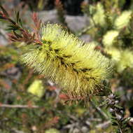 Sivun Callistemon viridiflorus (Sieber ex Sims) Sweet kuva