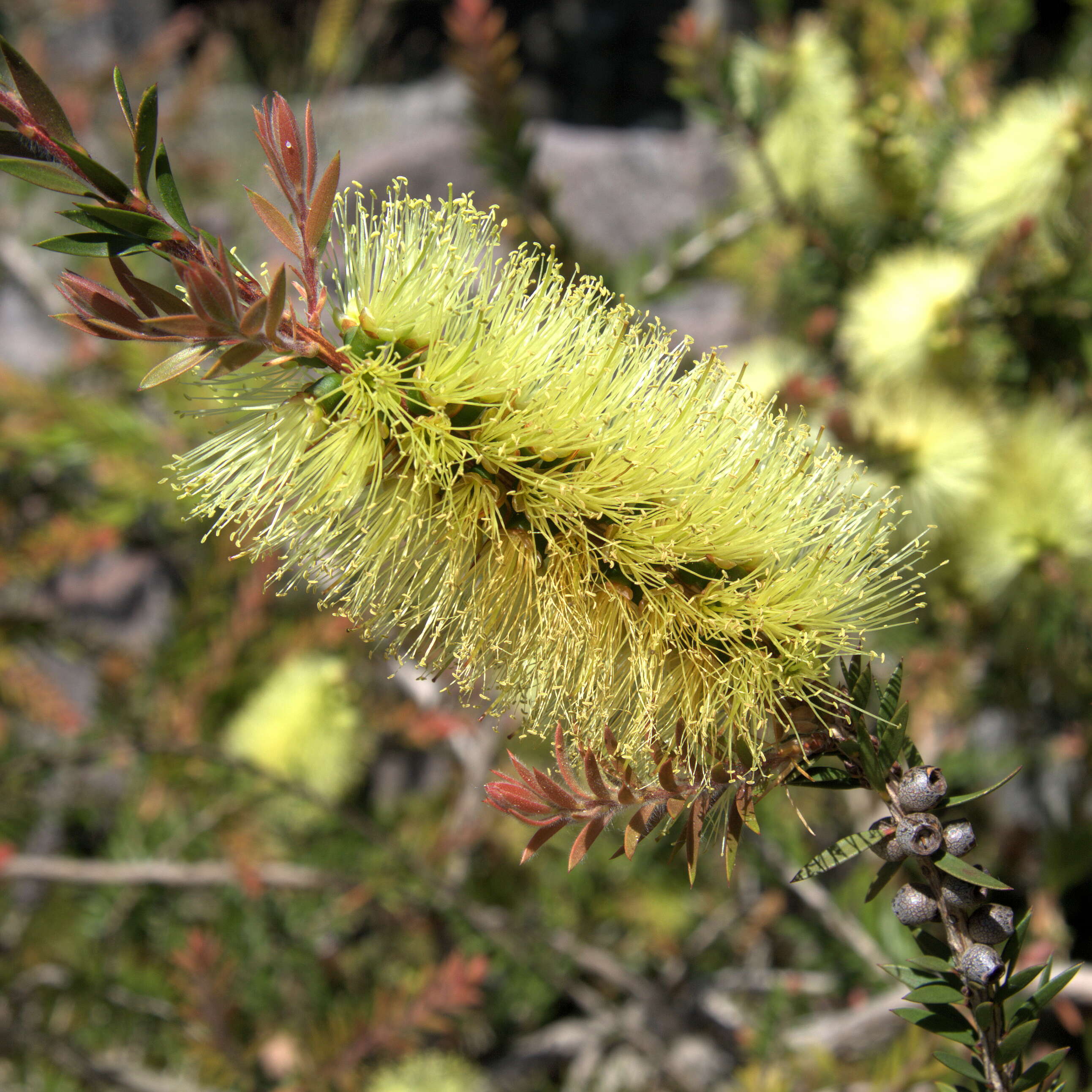 Sivun Callistemon viridiflorus (Sieber ex Sims) Sweet kuva