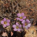 Imagem de Linanthus orcuttii (Parry & Gray) Jepson