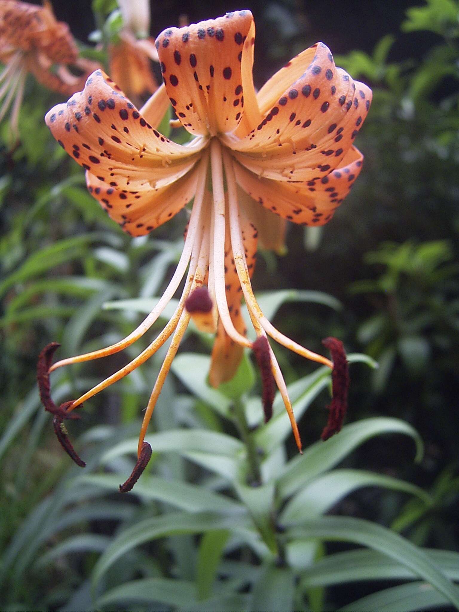 Image of Tiger lily