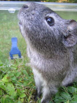 Image of Cavy