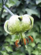 Слика од Lilium fargesii Franch.