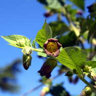 Plancia ëd Atropa belladonna L.