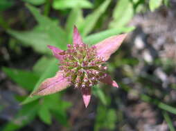 Image of Monarda fistulosa var. menthifolia (Graham) Fernald