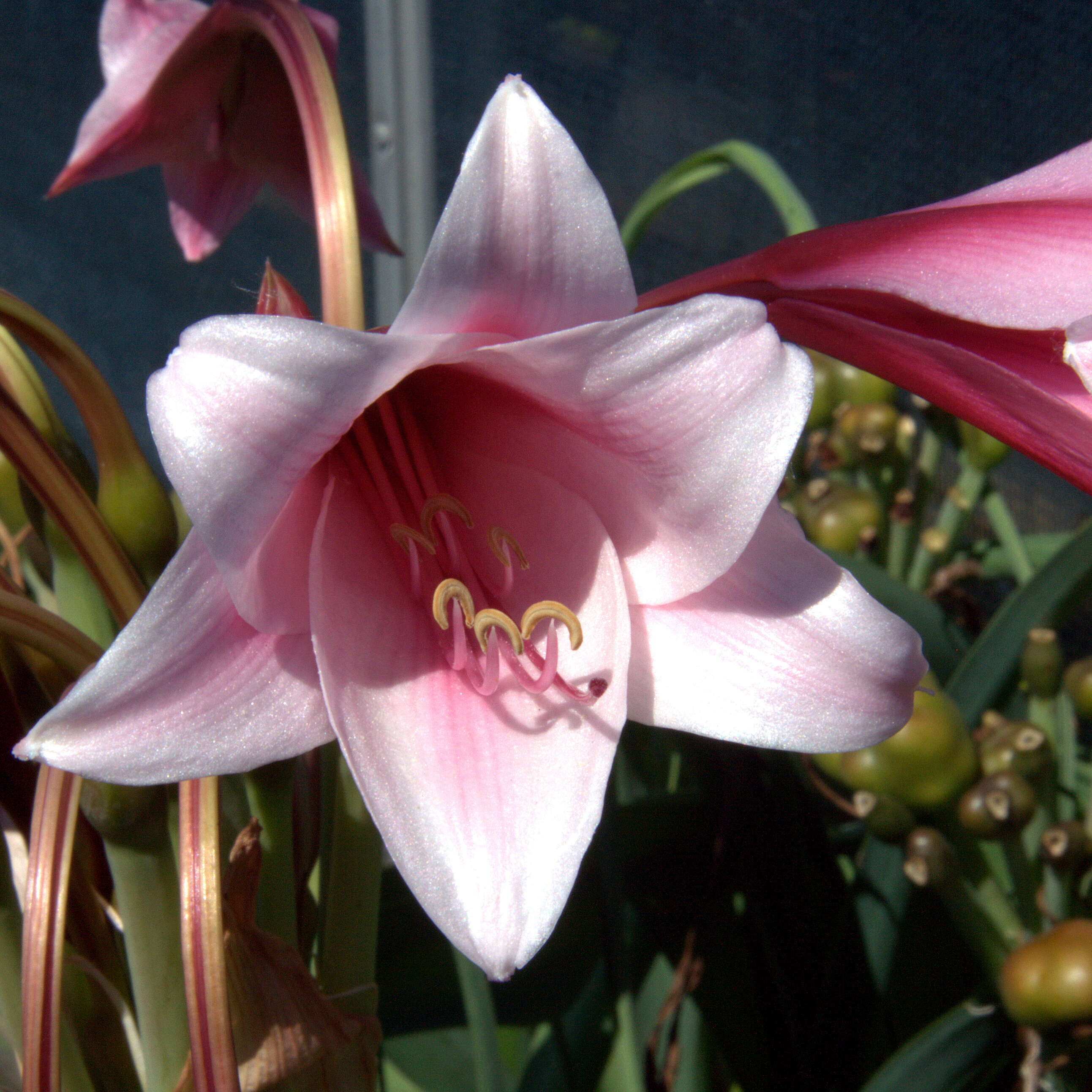 Image de Crinum bulbispermum (Burm. fil.) Milne-Redh. & Schweick.