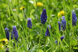 Imagem de Muscari armeniacum H. J. Veitch